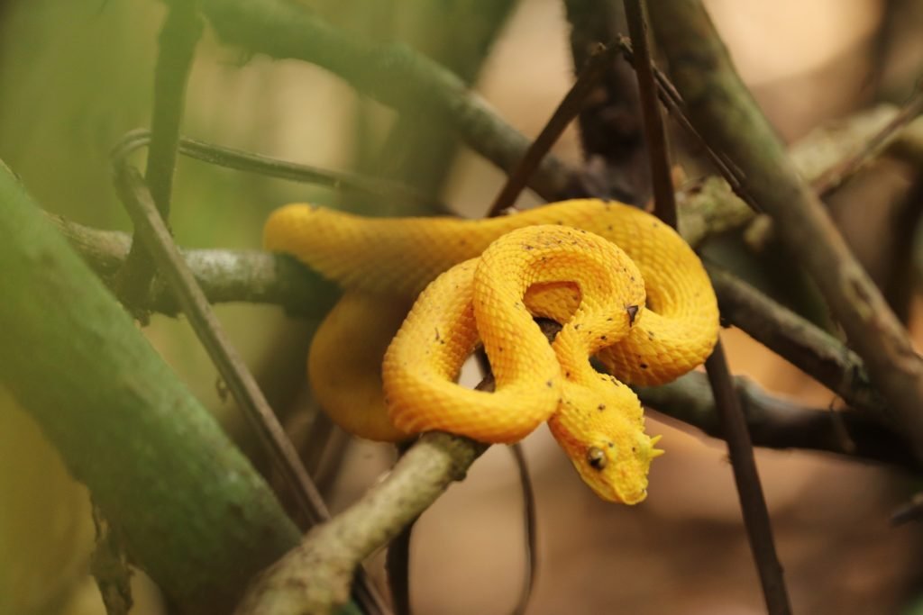 Viper, Costa Rica