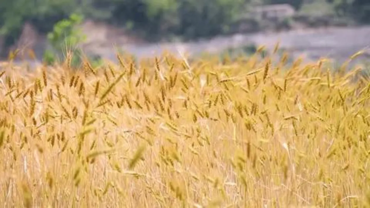 The wheat fields are turned upside down