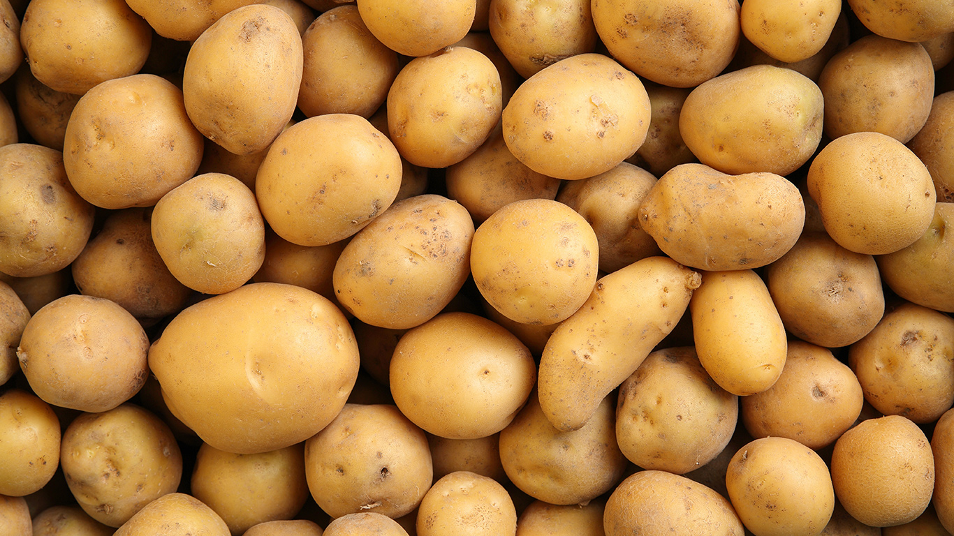 Scientists develop drought-resistant potatoes